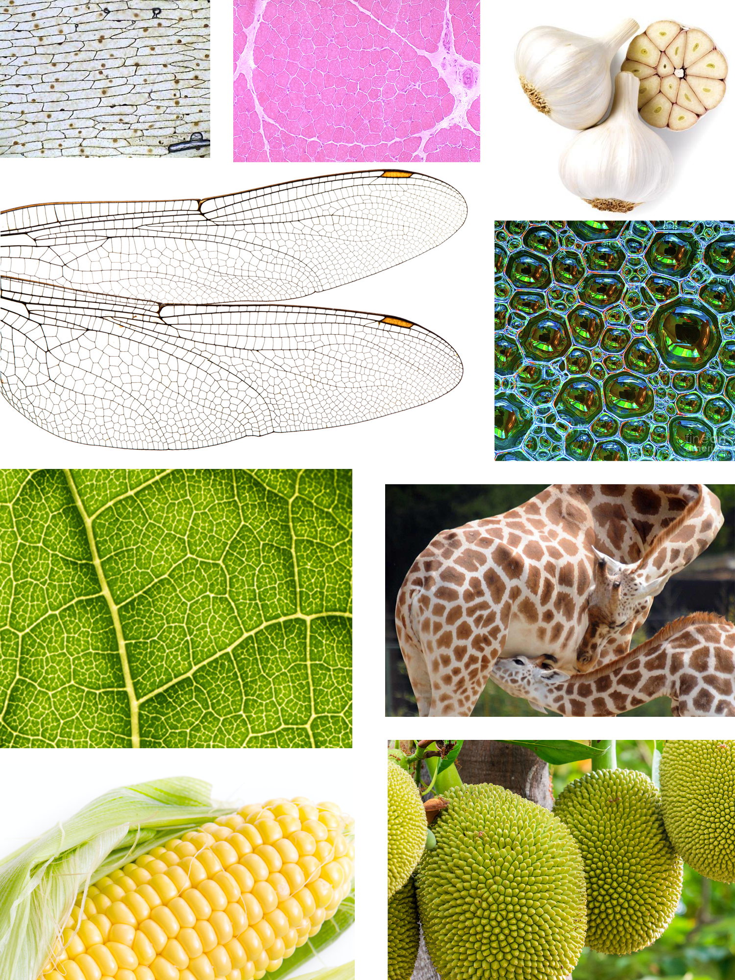 Voronoi patterns are everywhere in nature. <br>(From top-left to bottom right: microscope view of onion skin cells, cross-section of a muscle, garlic bulb, wings of a dragonfly, soap bubbles, close-up of a leaf, giraffes coat patterns, corns, jackfruits hanging from a tree.)